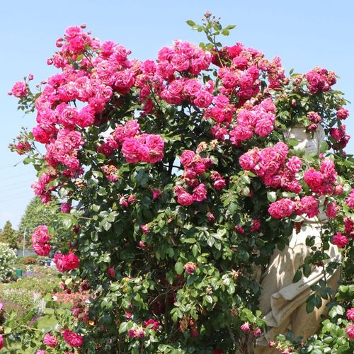 Głęboko różowy - Róże pienne - z kwiatami bukietowymi - korona zwisająca